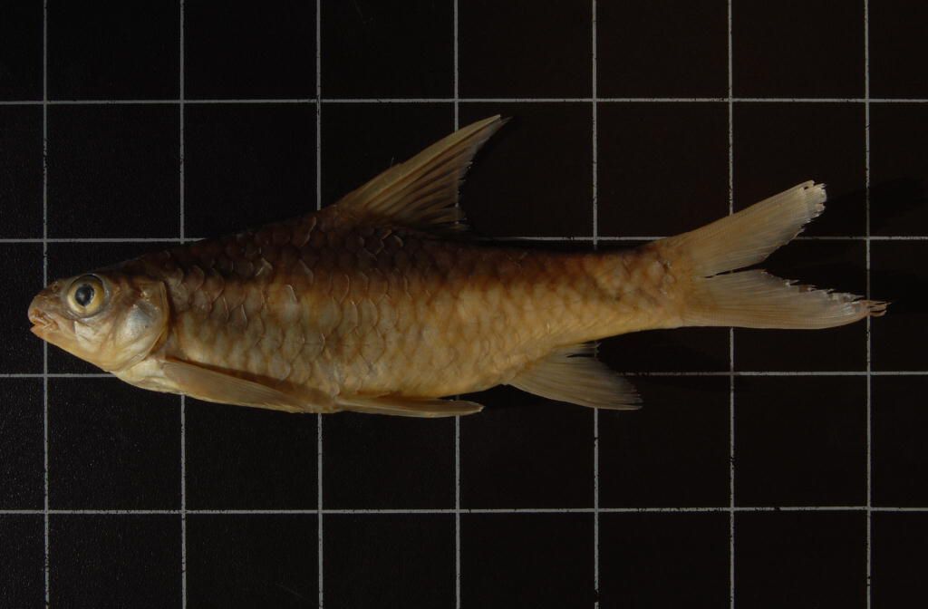 (Varicorhinus Rüppell, 1835) Род ХРАМУЛИ 37 видов